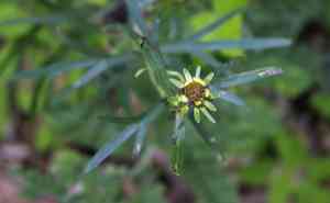 Stiff tickseed(Coreopsis palmata)