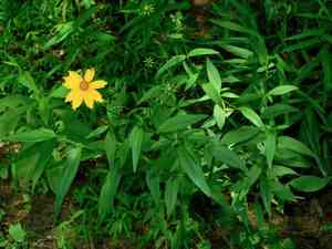 Star tickseed(Coreopsis pubescens)