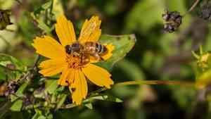 Star tickseed(Coreopsis pubescens)
