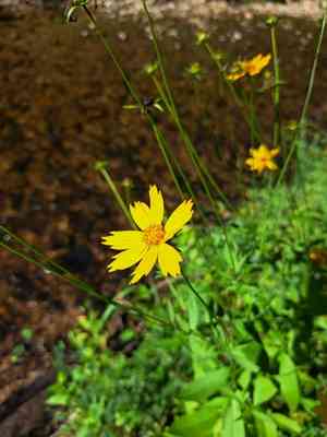 Star tickseed(Coreopsis pubescens)