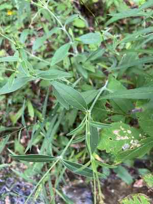 Star tickseed(Coreopsis pubescens)