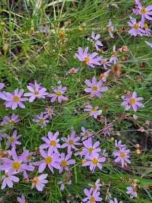 Pink tickseed(Coreopsis rosea)