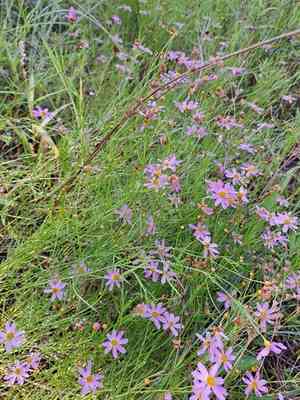 Pink tickseed(Coreopsis rosea)