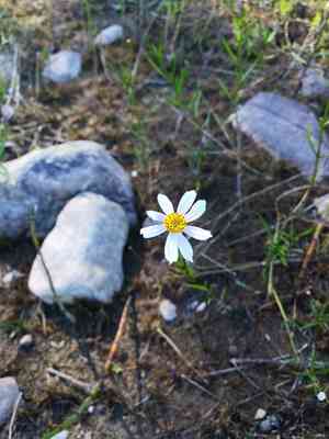 Pink tickseed(Coreopsis rosea)