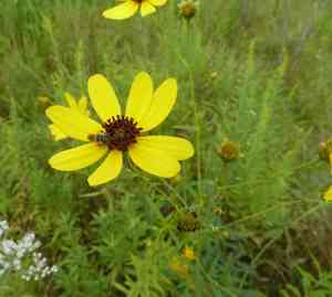 Tall tickseed(Coreopsis tripteris)