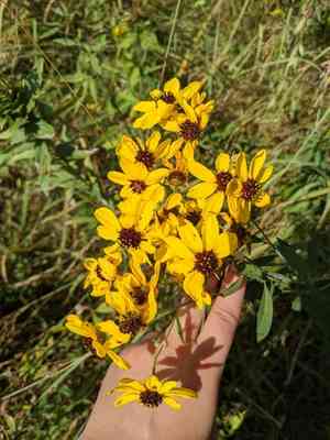 Tall tickseed(Coreopsis tripteris)