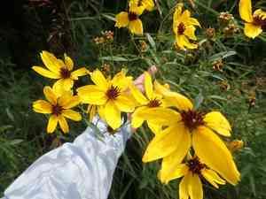 Tall tickseed(Coreopsis tripteris)