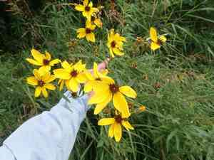 Tall tickseed(Coreopsis tripteris)