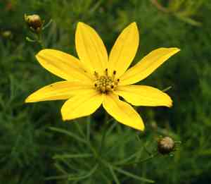 Whorled tickseed(Coreopsis verticillata)