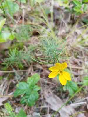 Whorled tickseed(Coreopsis verticillata)