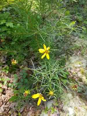 Whorled tickseed(Coreopsis verticillata)