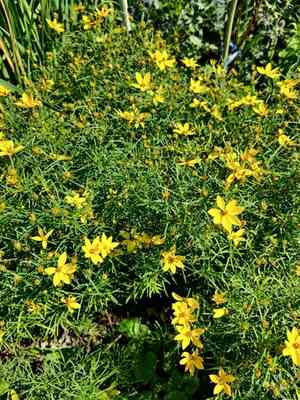 Whorled tickseed(Coreopsis verticillata)