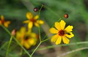 Calliopsis (Coreopsis)(Coreopsis)