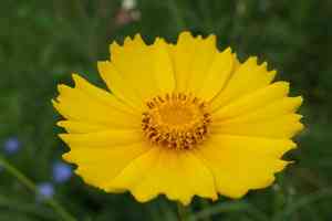 Calliopsis (Coreopsis)(Coreopsis)