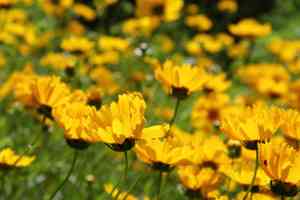 Calliopsis (Coreopsis)(Coreopsis)
