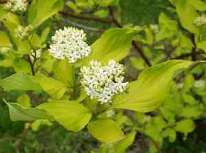 Siberian dogwood(Cornus alba)