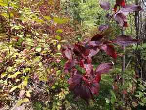 Siberian dogwood(Cornus alba)