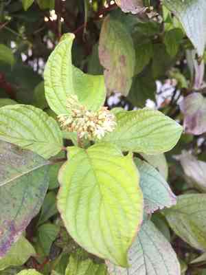 Siberian dogwood(Cornus alba)