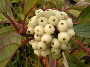 Siberian dogwood(Cornus alba)