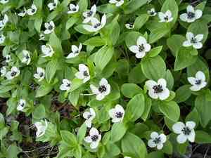 Siberian dogwood(Cornus alba)
