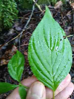 Pagoda dogwood(Cornus alternifolia)
