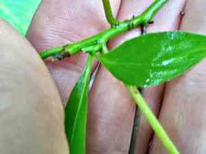 Pagoda dogwood(Cornus alternifolia)