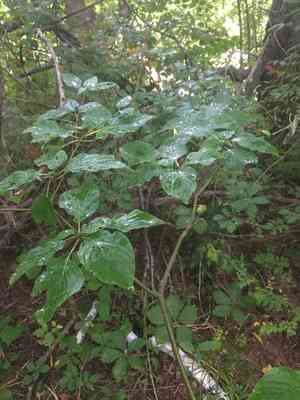 Pagoda dogwood(Cornus alternifolia)