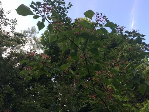 Pagoda dogwood