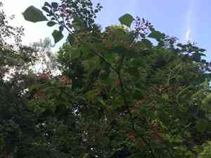 Pagoda dogwood(Cornus alternifolia)