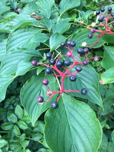 Pagoda dogwood(Cornus alternifolia)