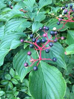 Pagoda dogwood(Cornus alternifolia)