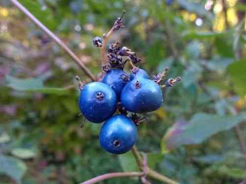 Silky dogwood(Cornus amomum)