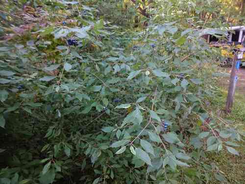 Silky dogwood(Cornus amomum)