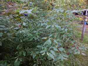 Silky dogwood(Cornus amomum)
