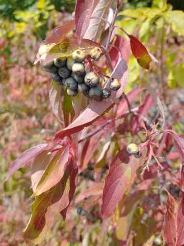 Silky dogwood(Cornus amomum)