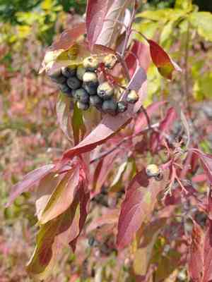 Silky dogwood(Cornus amomum)