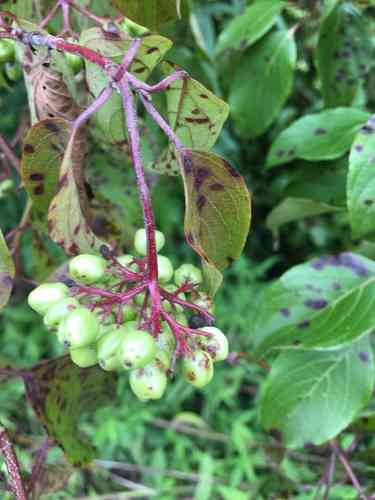 Silky dogwood(Cornus amomum)