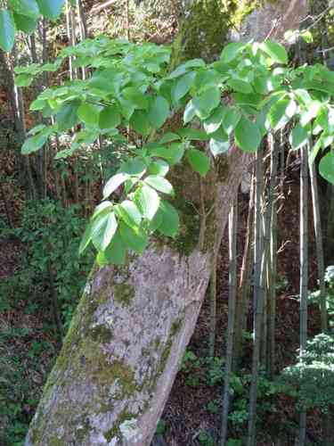 Giant dogwood(Cornus controversa)