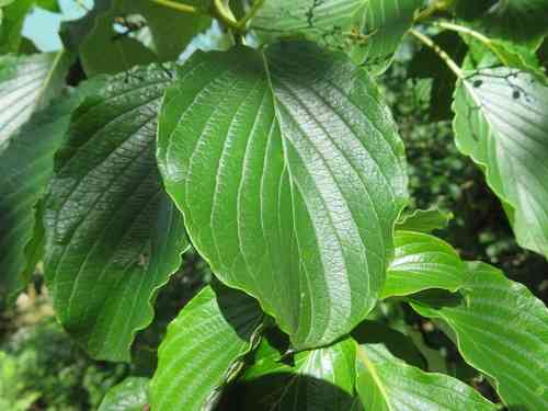 Giant dogwood(Cornus controversa)