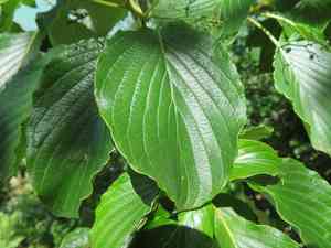 Giant dogwood(Cornus controversa)