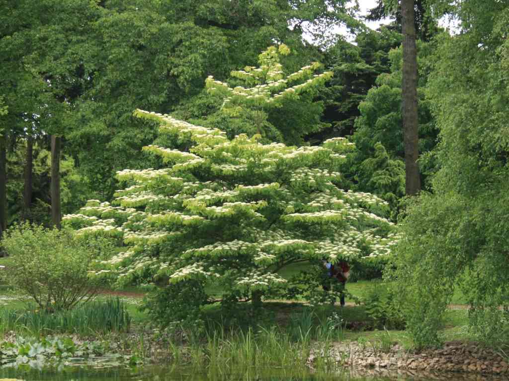 Giant dogwood(Cornus controversa)