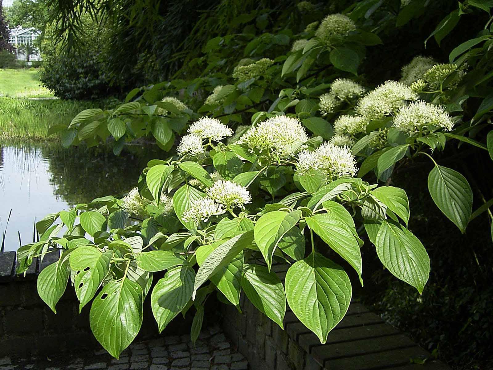 Giant dogwood