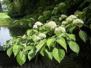 Giant dogwood(Cornus controversa)