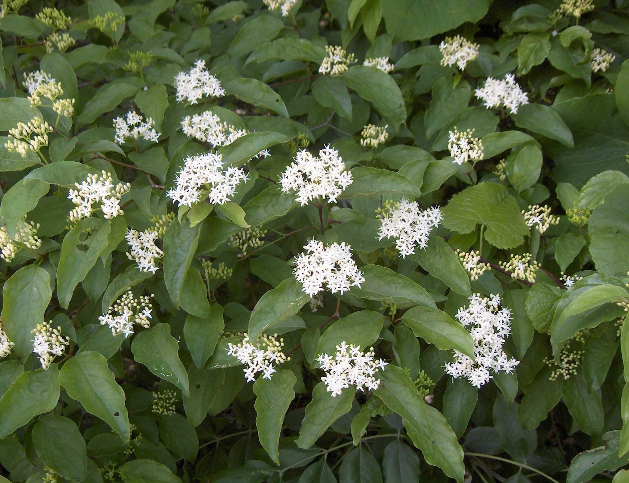 Roughleaf dogwood