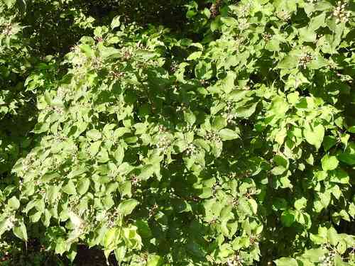 Roughleaf dogwood(Cornus drummondii)