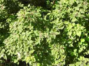 Roughleaf dogwood(Cornus drummondii)