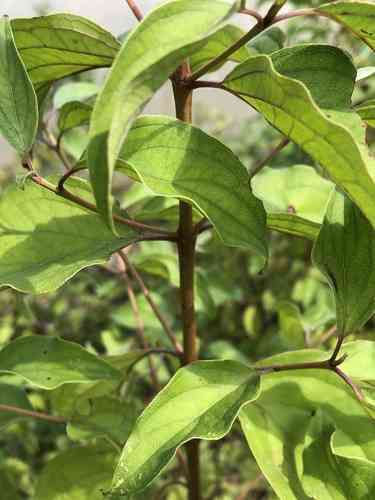Roughleaf dogwood(Cornus drummondii)
