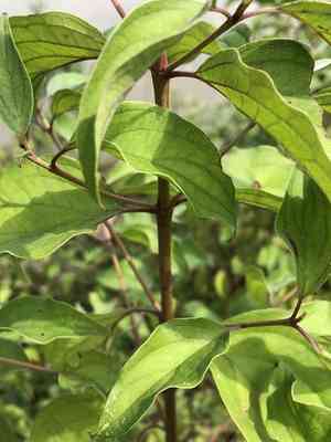 Roughleaf dogwood(Cornus drummondii)