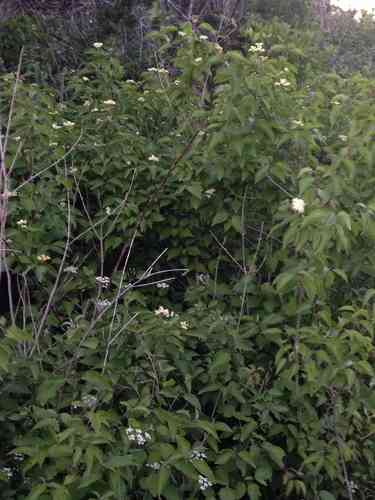 Roughleaf dogwood(Cornus drummondii)