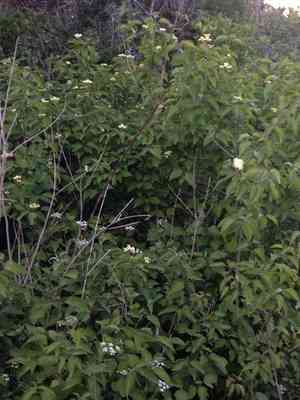 Roughleaf dogwood(Cornus drummondii)